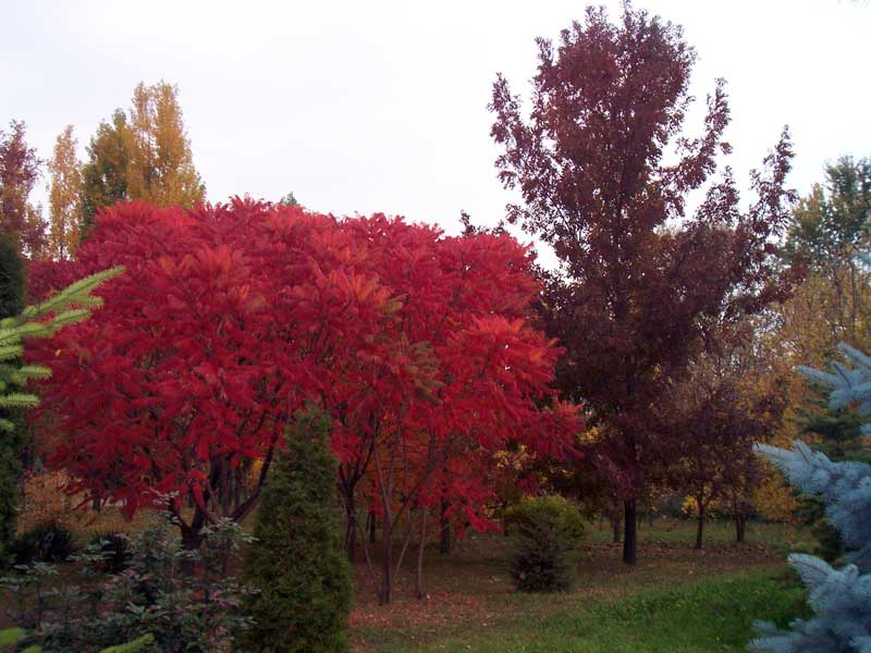 Galati